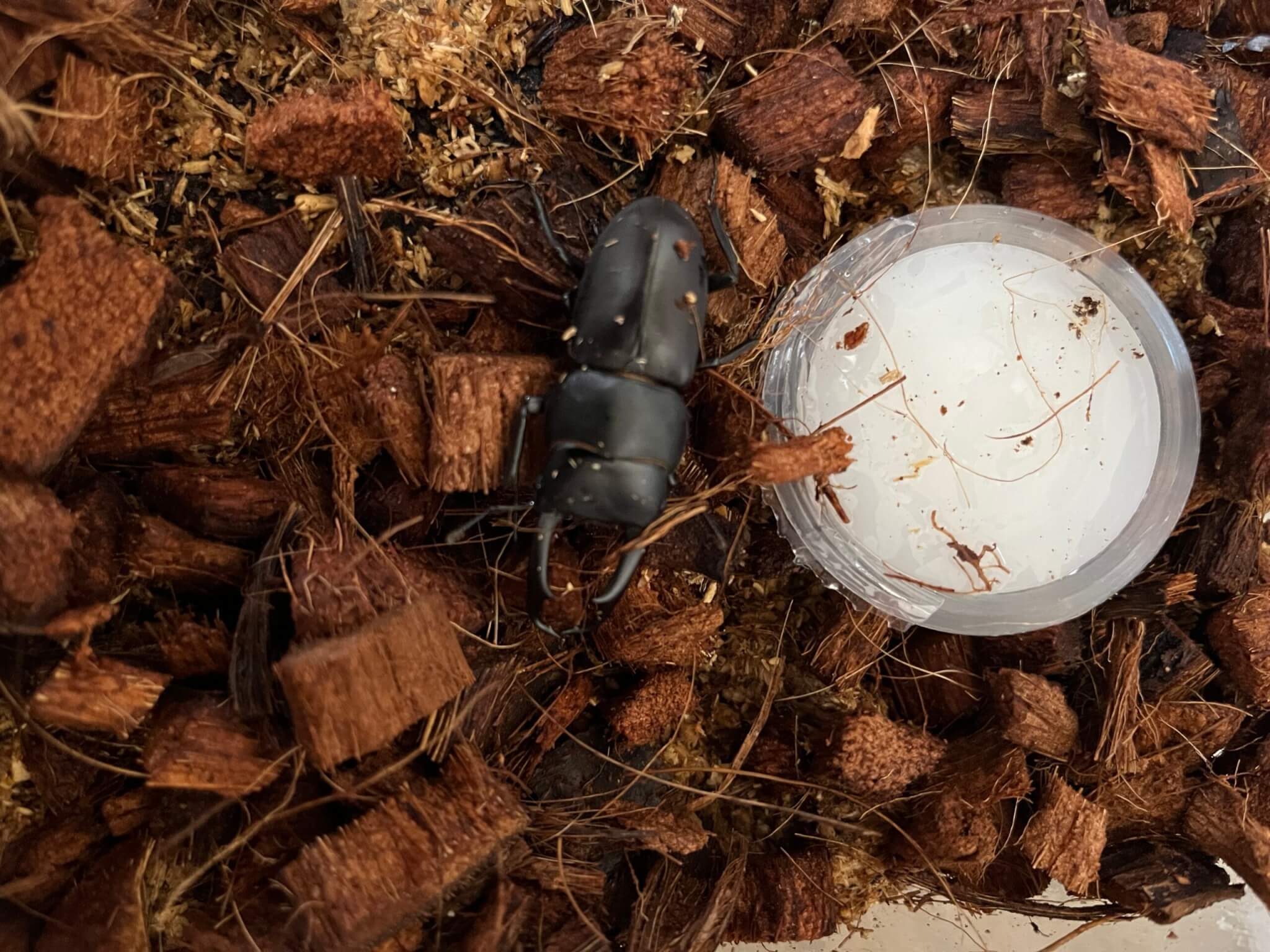 国産コクワガタ