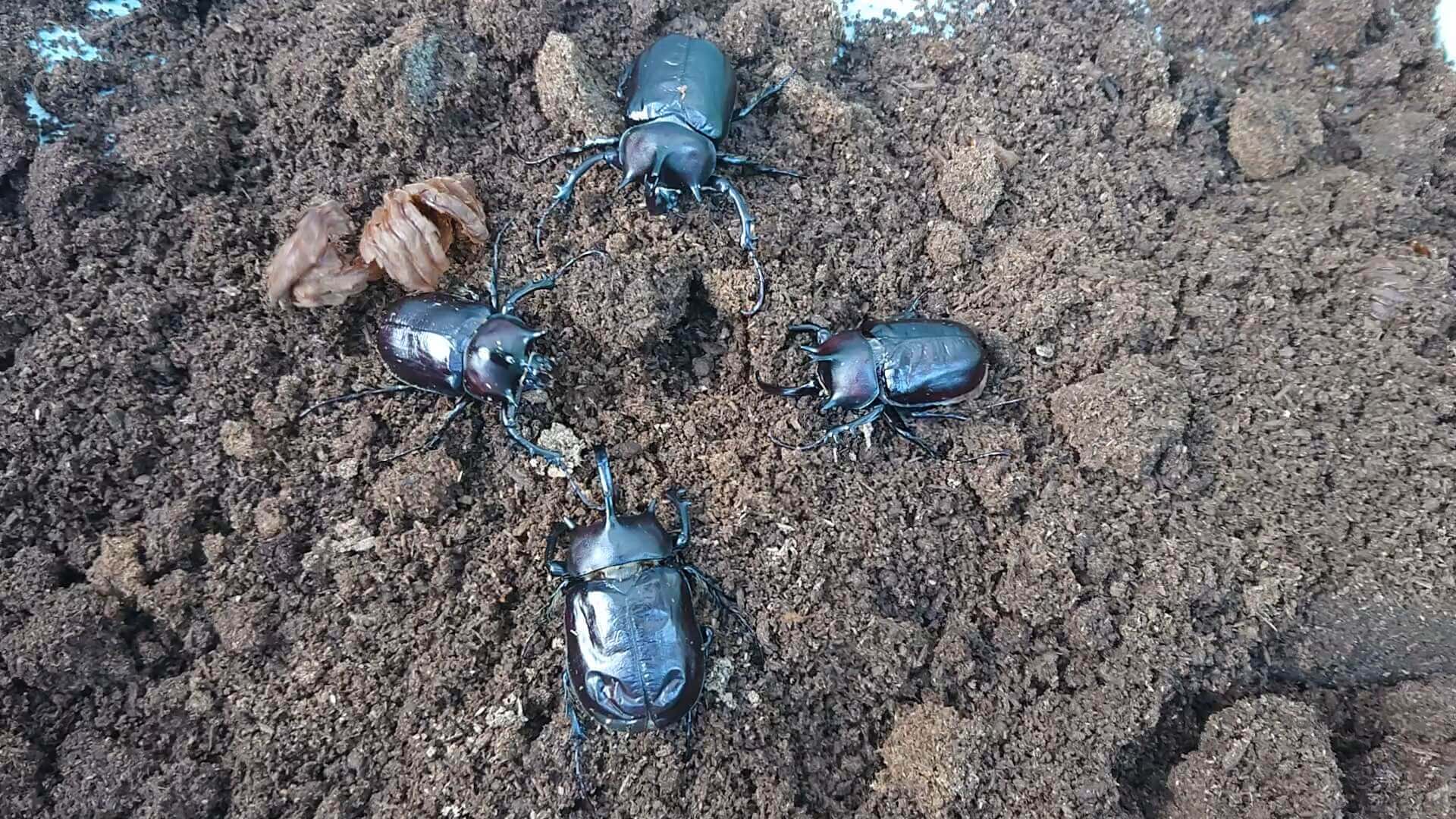 パチェコヒメゾウカブト