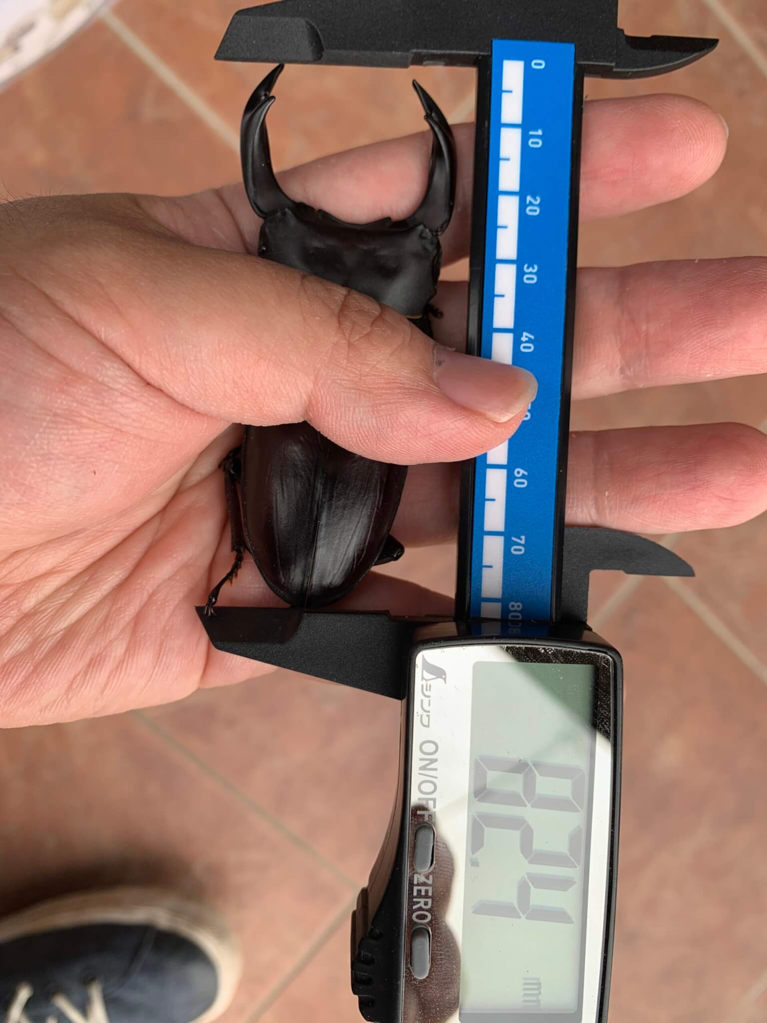 国産オオクワガタ 能勢YG