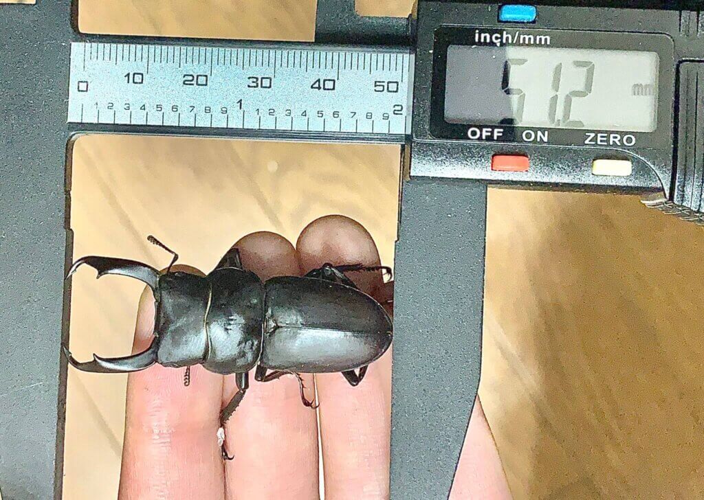 国産コクワガタ　宮崎県