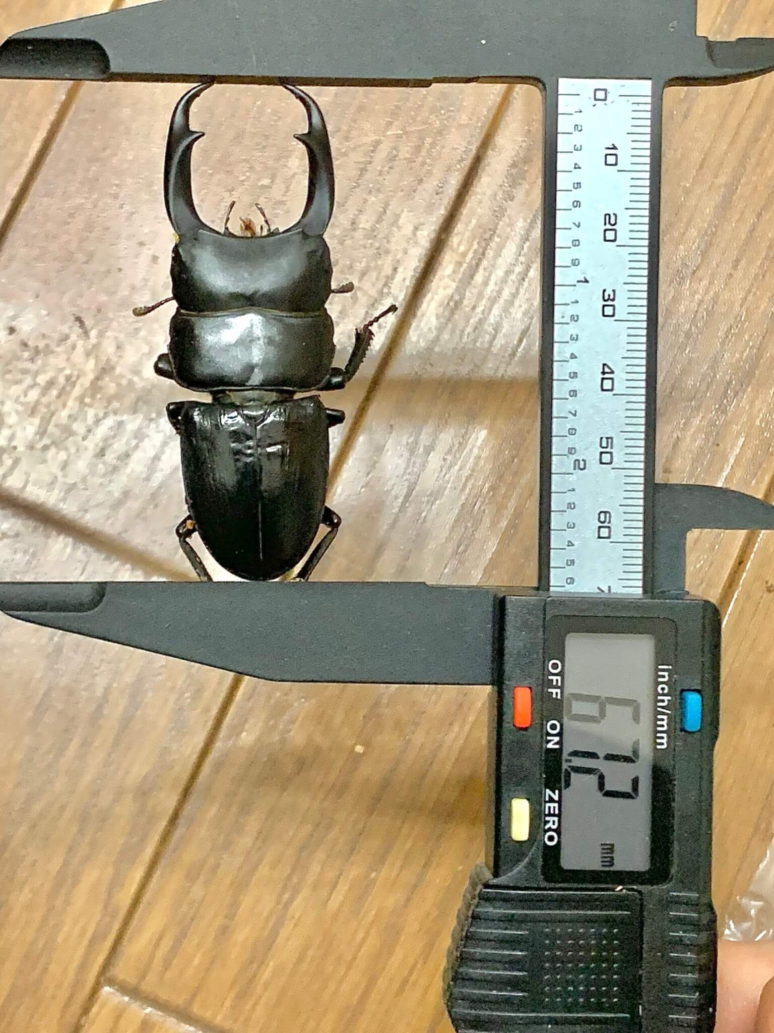 パリーオオクワガタ カンボジア