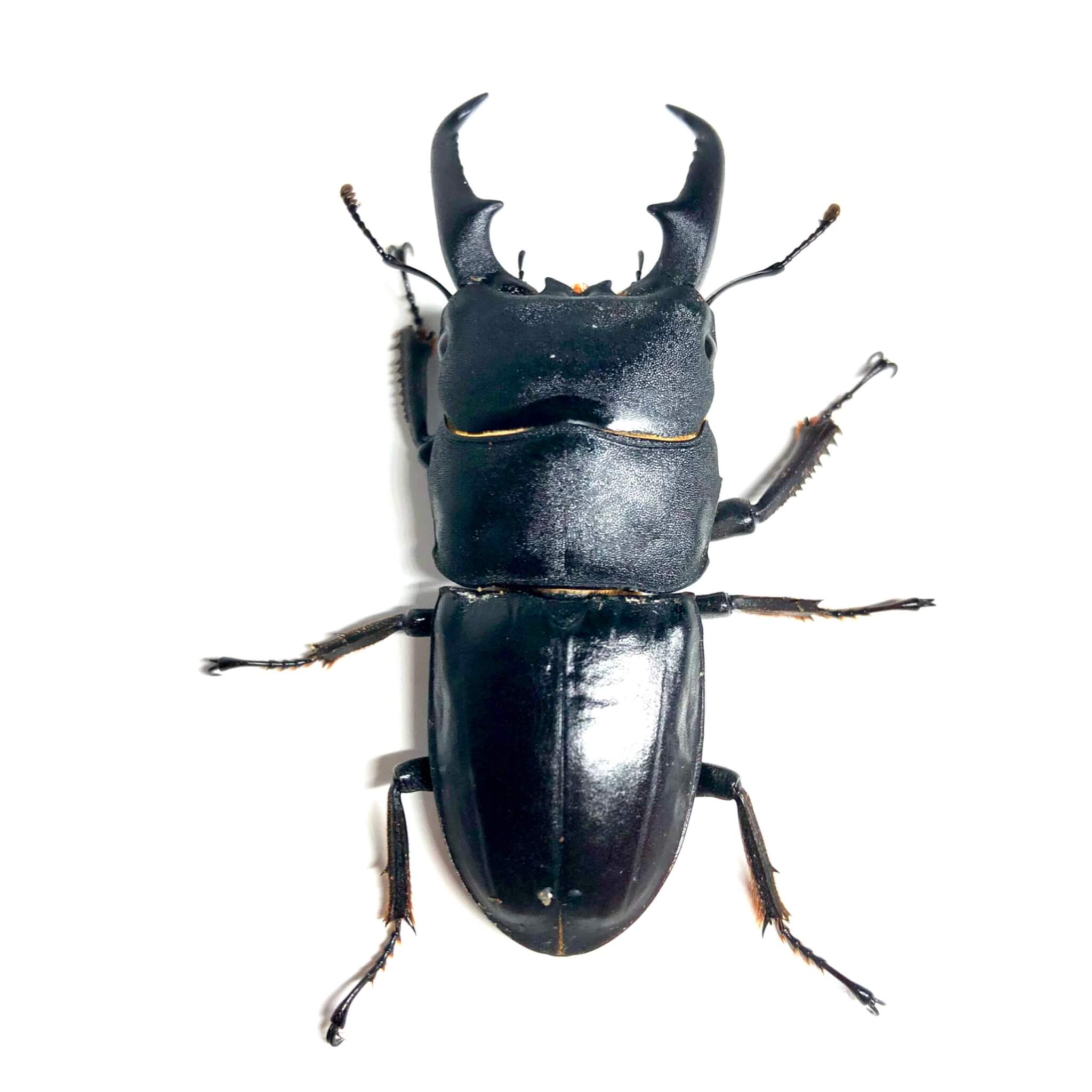 国産ヒラタクワガタ