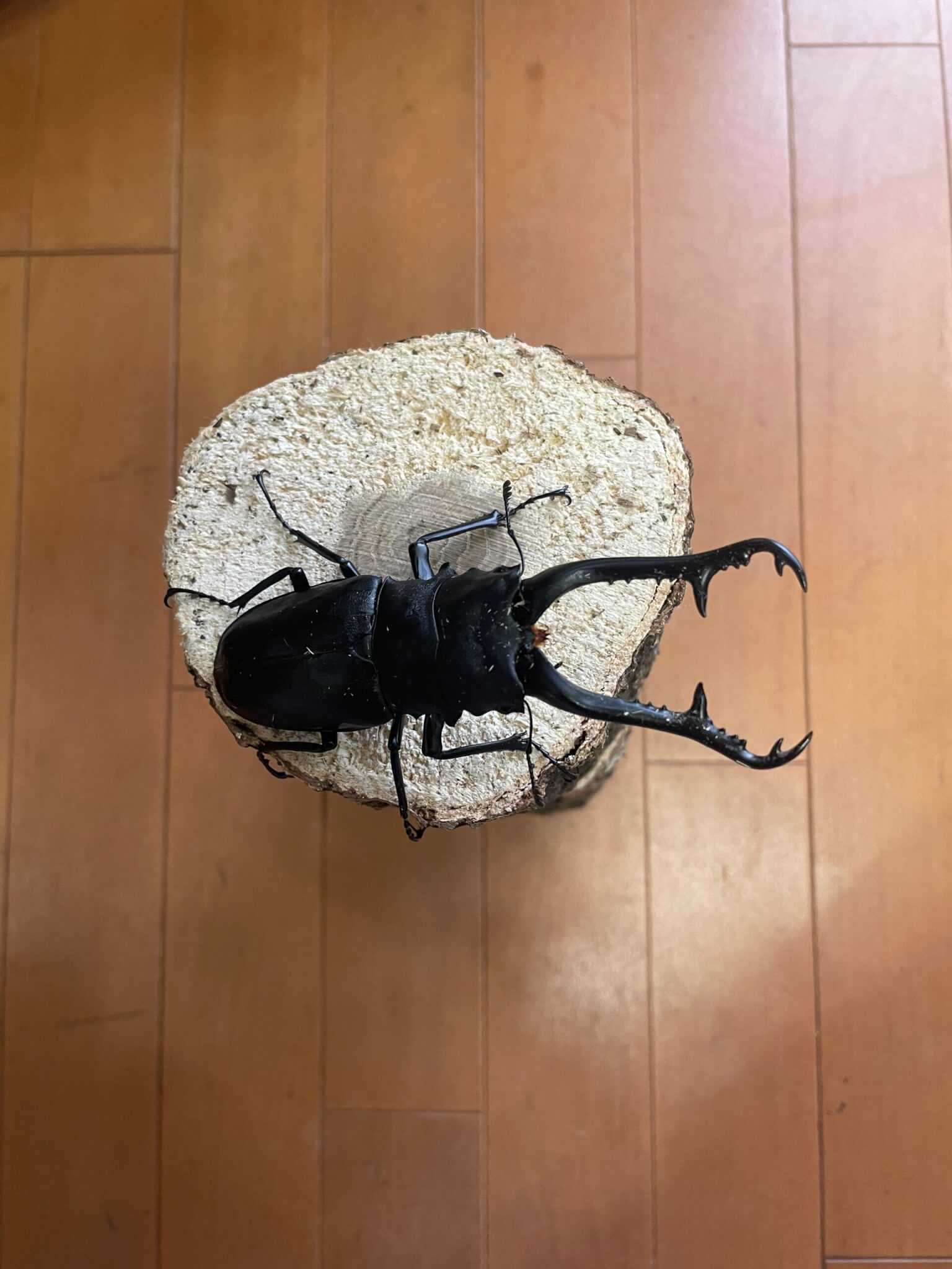 ギラファノコギリクワガタ