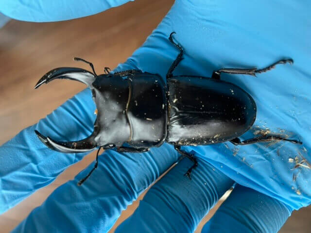 国産オオクワガタ　久留米