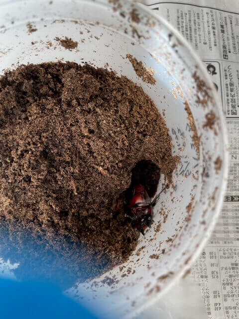 ババオウゴンオニクワガタ