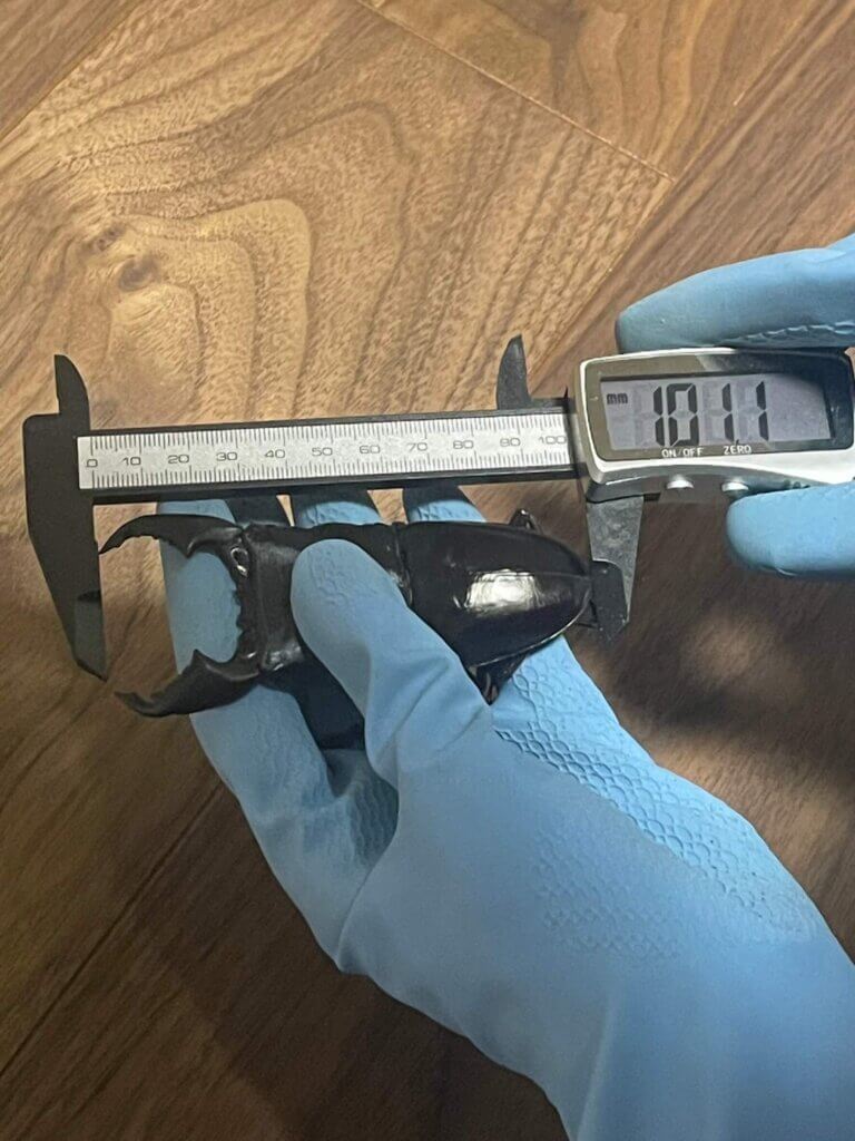 スマトラオオヒラタクワガタ