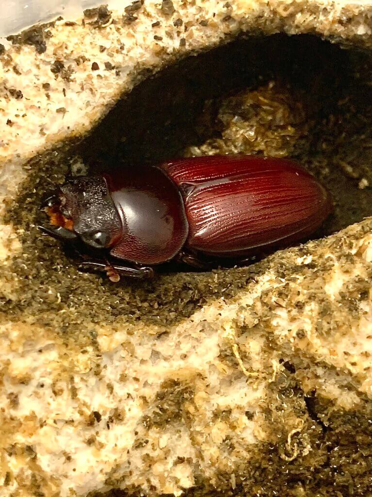 パリーオオクワガタ　スマトラ