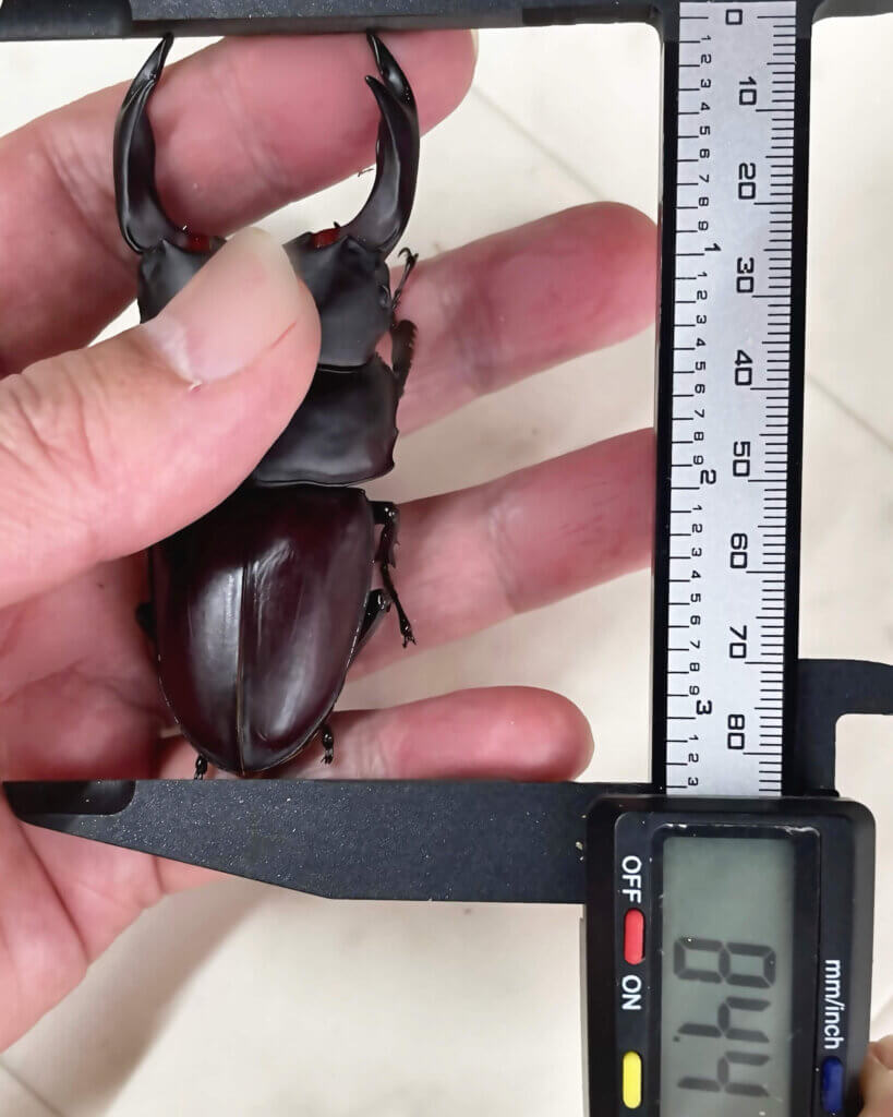 国産オオクワガタ　能勢YG