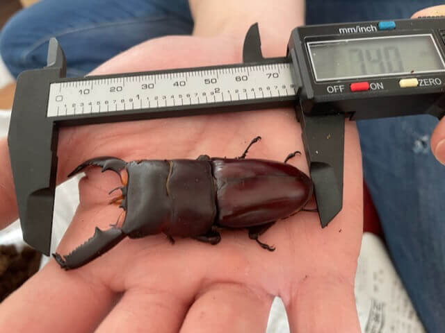 カリマンタンヒラタクワガタ