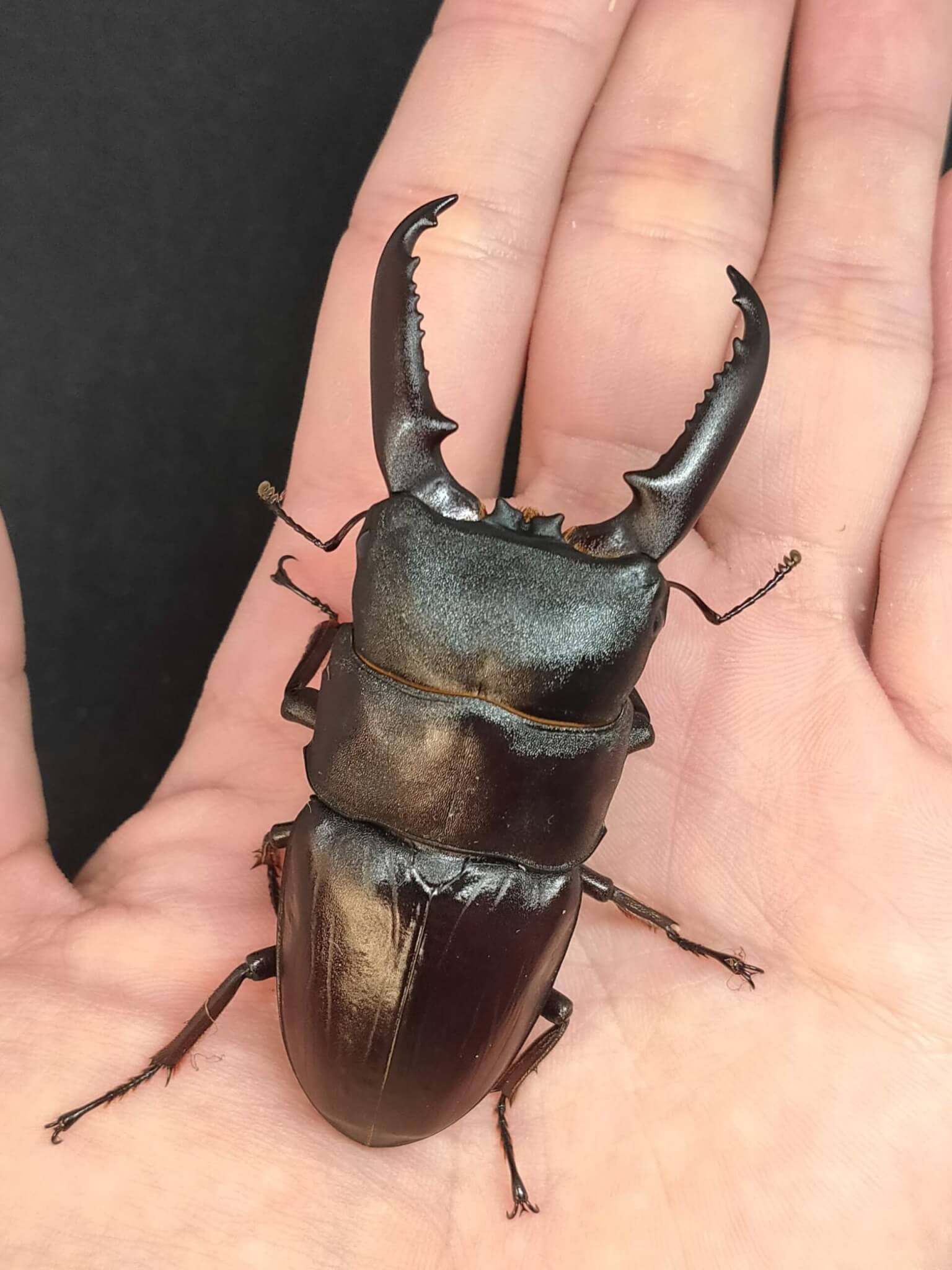 イキヒラタクワガタ