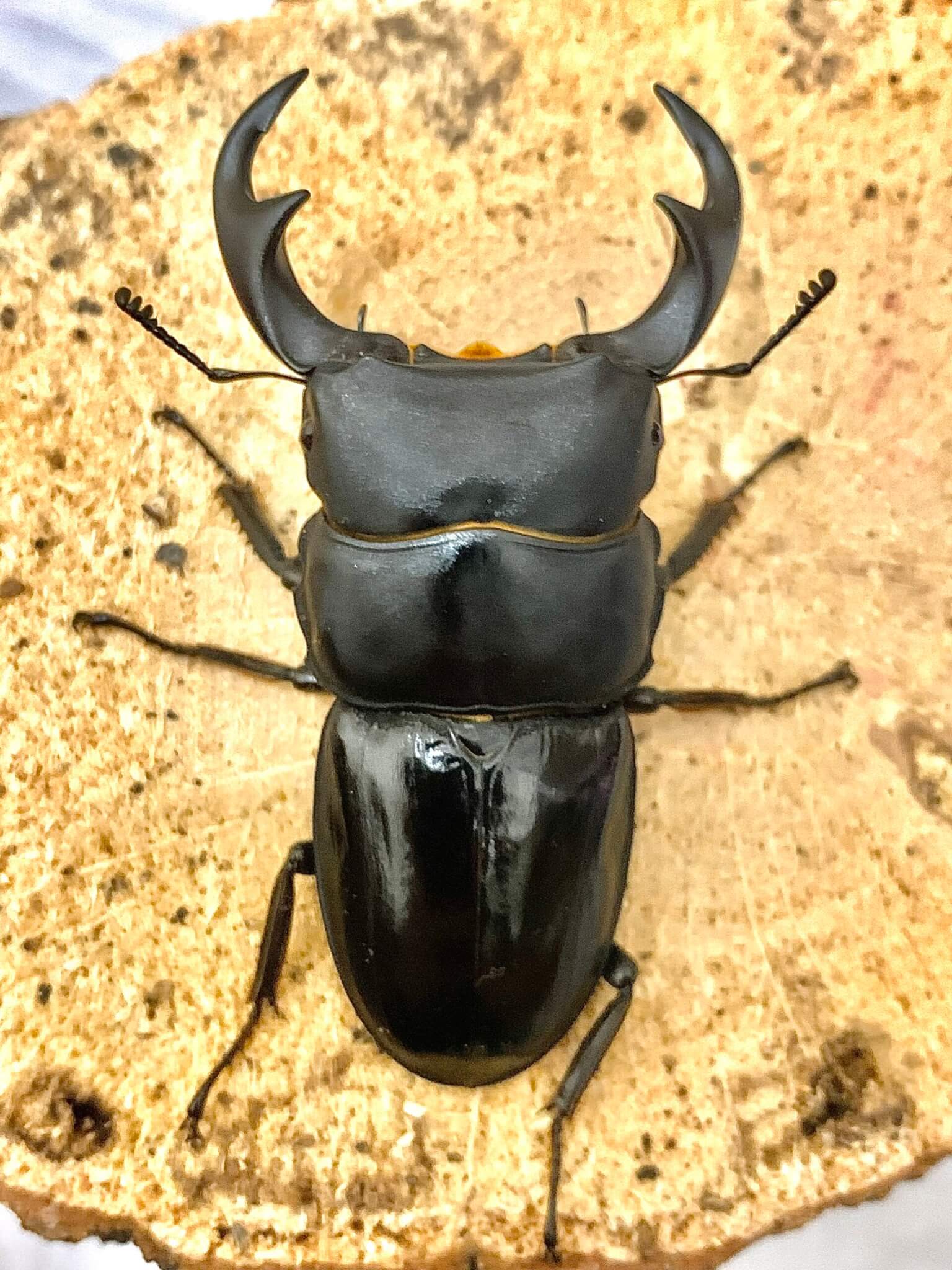 パリーオオクワガタ 東ジャワ