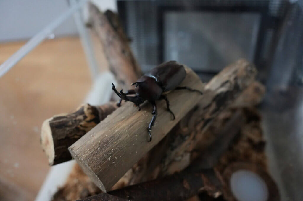 国産カブトムシ