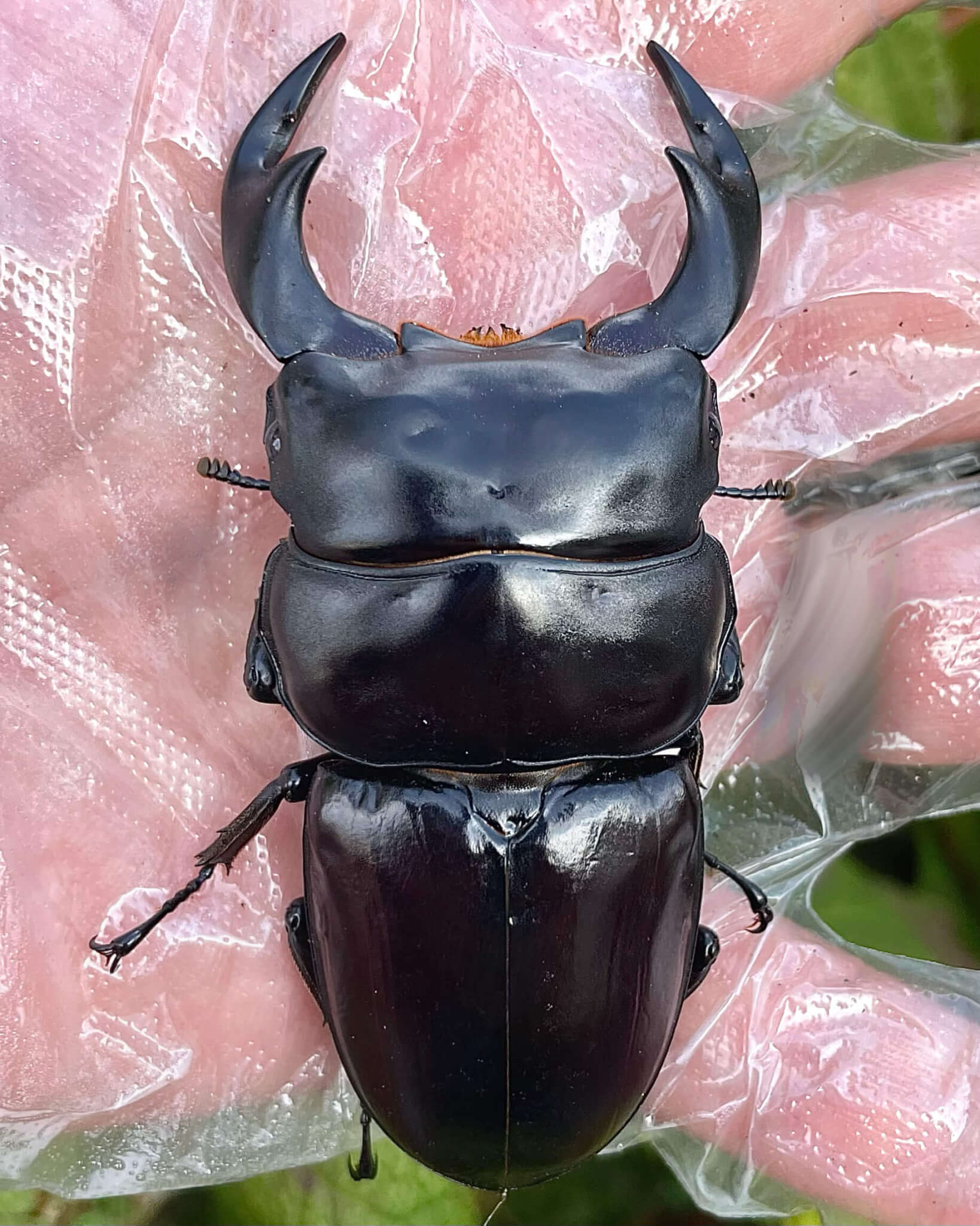 アンタエウスオオクワガタ インドアルナーチャルプラデーシュ州ローワースバンシリ