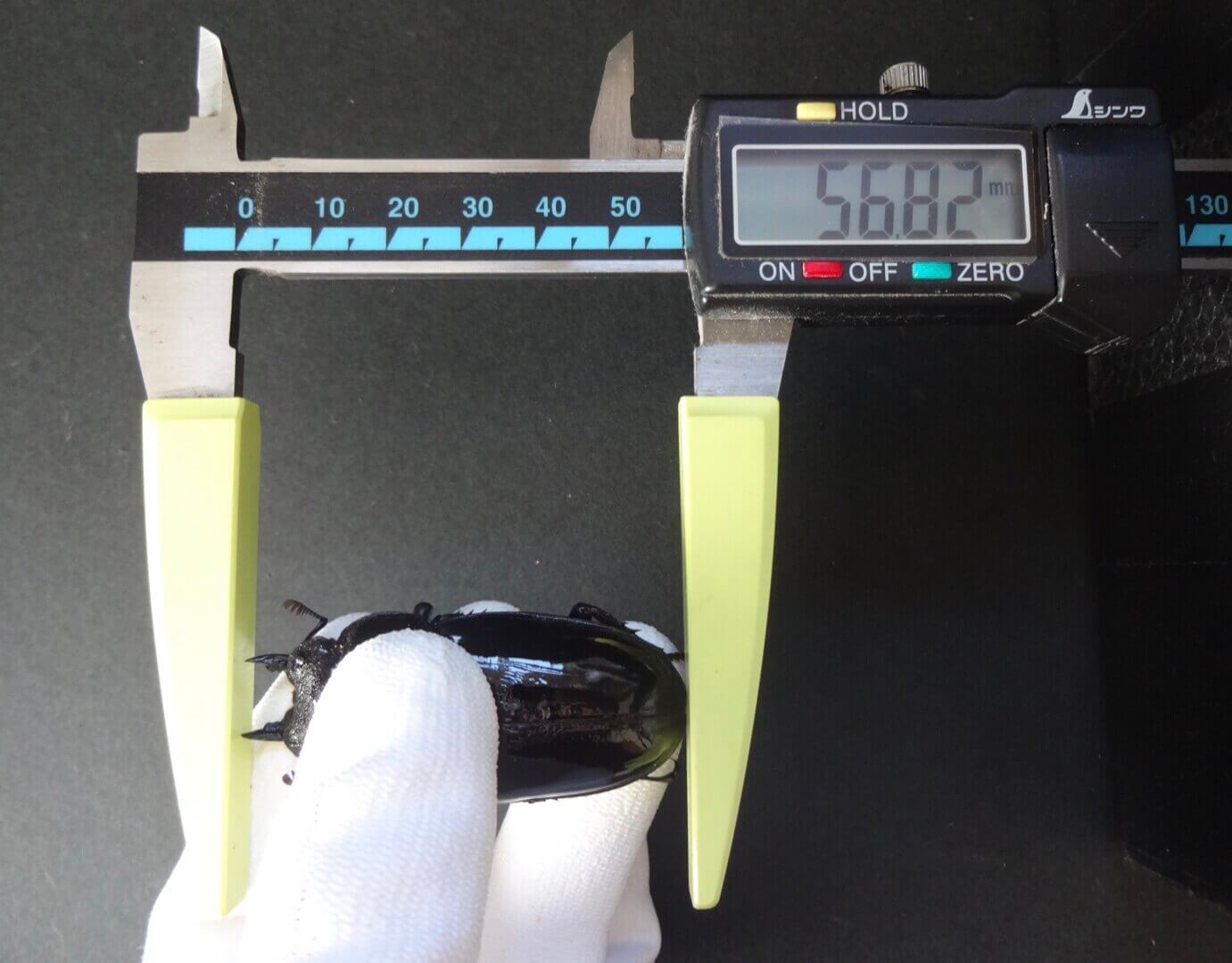 レギウスオオツヤクワガタ