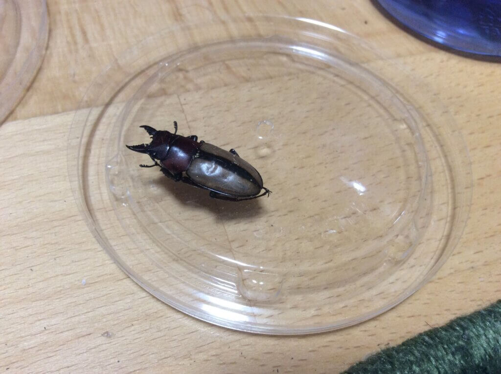 フルストルファーノコギリクワガタ