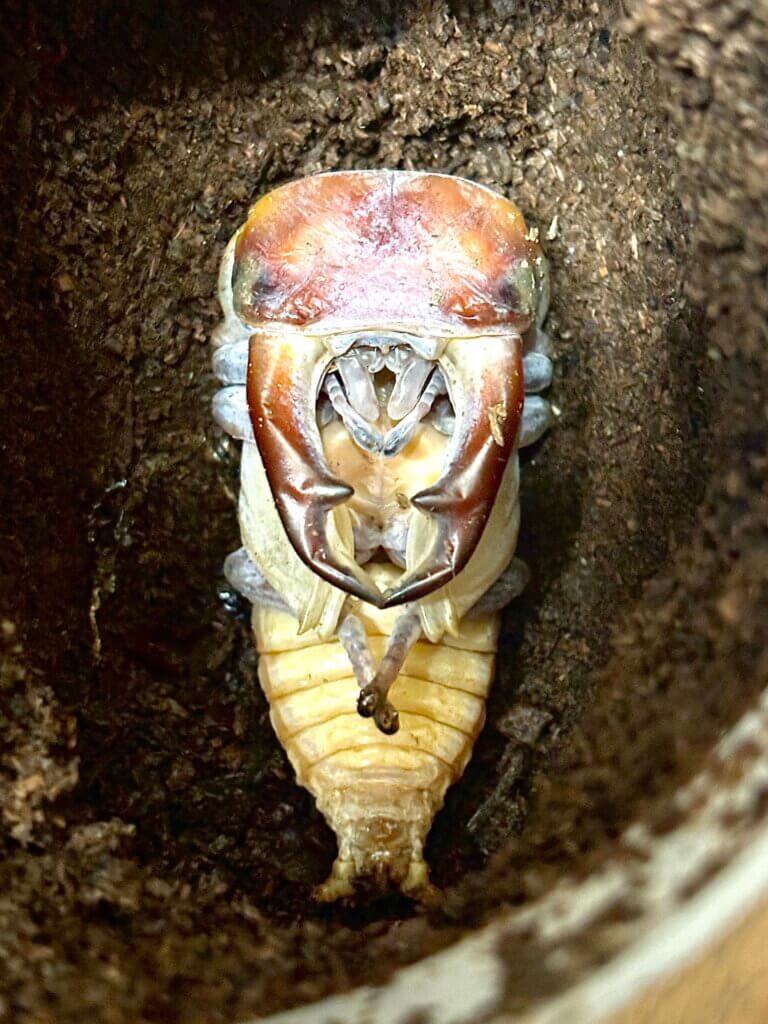 パリーオオクワガタ　スマトラ