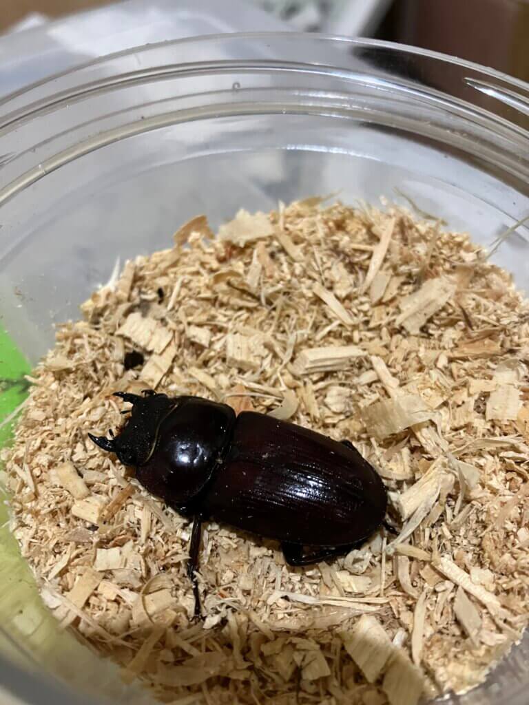 国産オオクワガタ　久留米