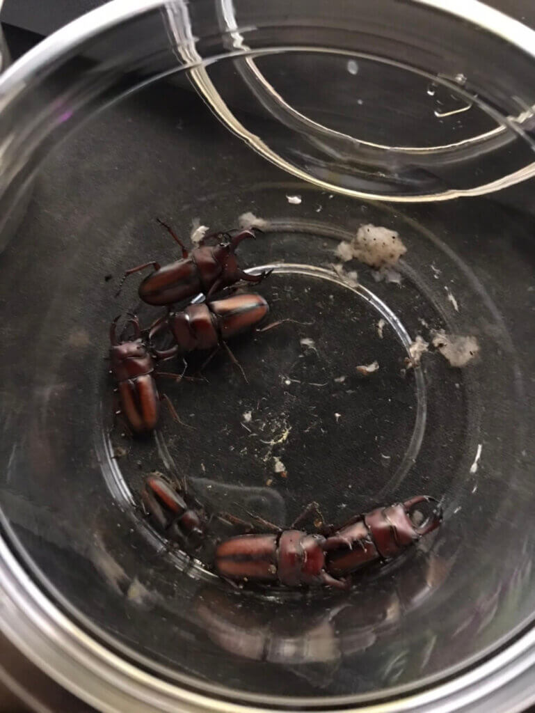 エレガントゥルスコクワガタ