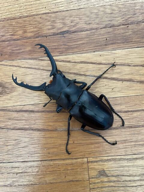 ギラファノコギリクワガタ　ボロブドゥール