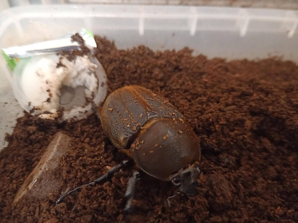 ヘラクレス・ヘラクレス