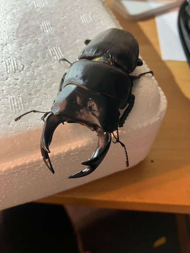 国産オオクワガタ　岡山県津山