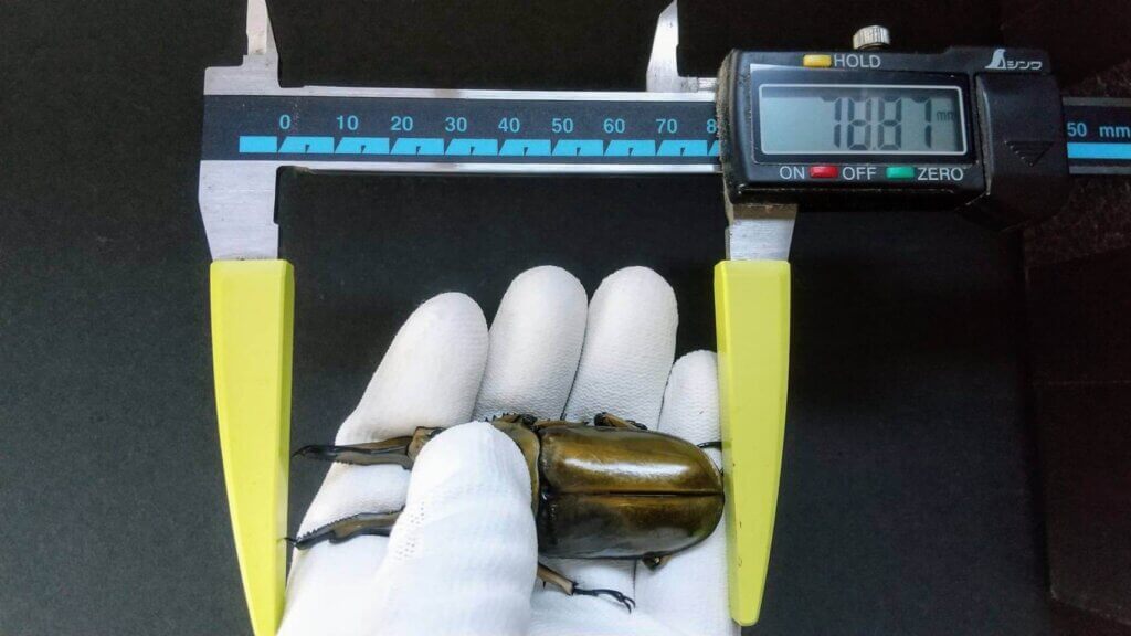 ババオウゴンオニクワガタ