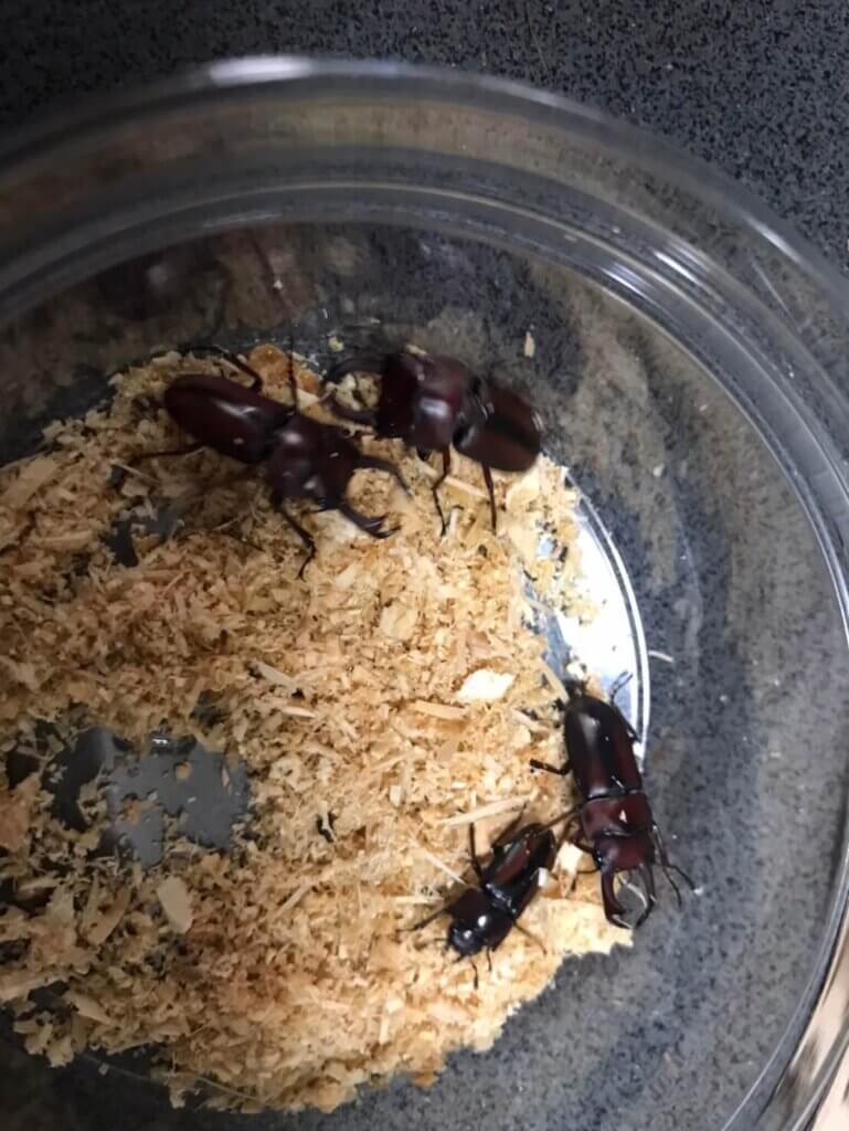 エレガントゥルスコクワガタ　スマトラベンクール