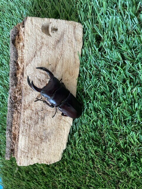 国産オオクワガタ