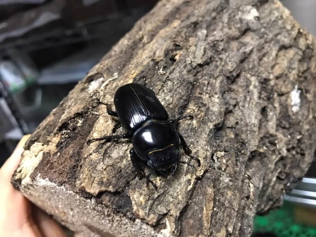 国産オオクワガタ　ホワイトアイ山梨WF3