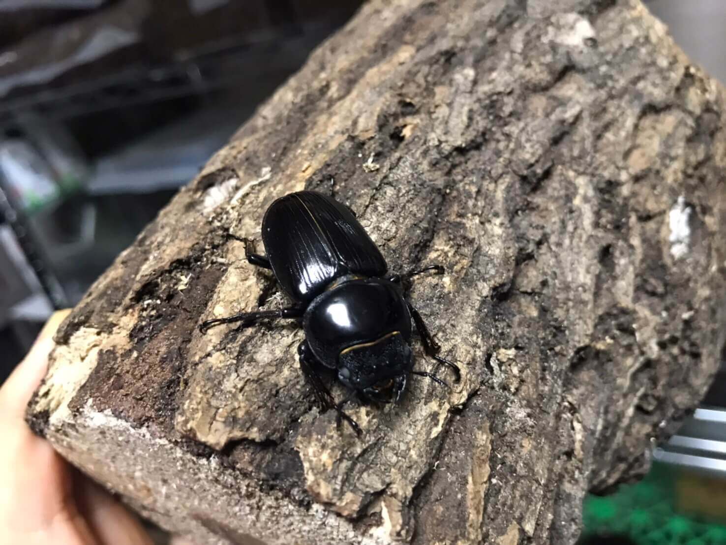 国産オオクワガタ ホワイトアイ山梨WF3