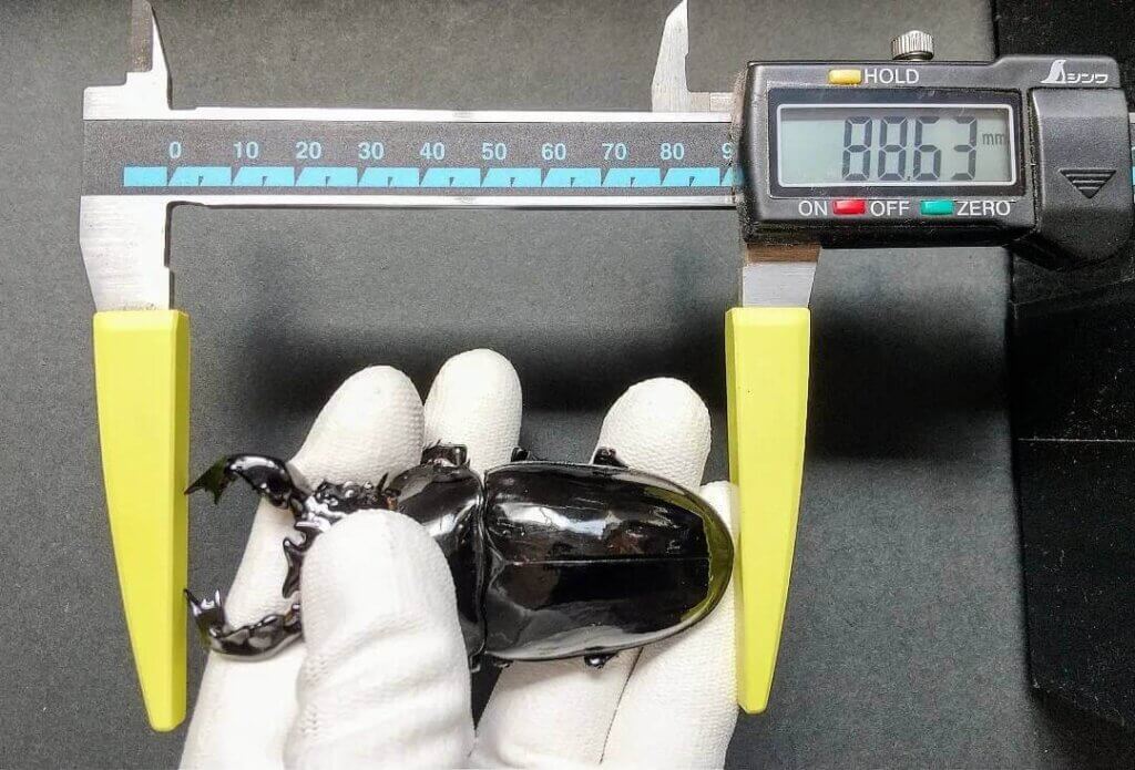 タランドゥスオオツヤクワガタ