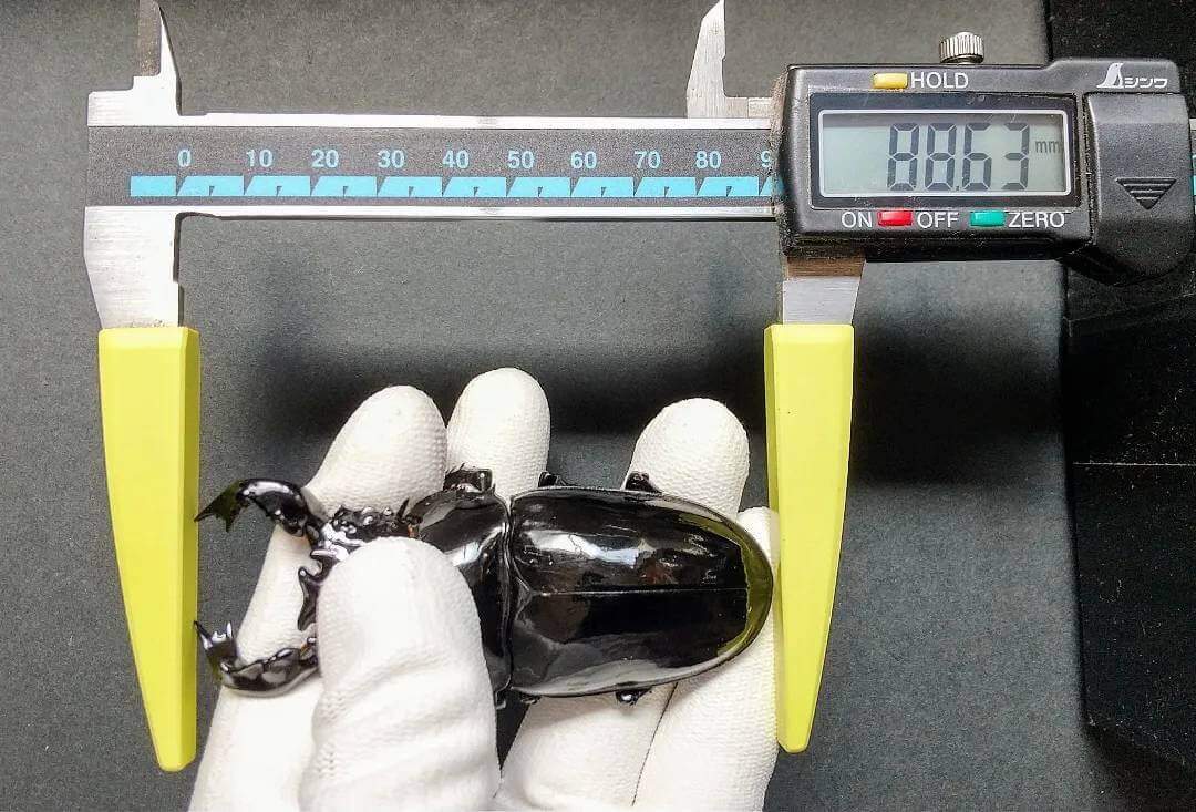 タランドゥスオオツヤクワガタ