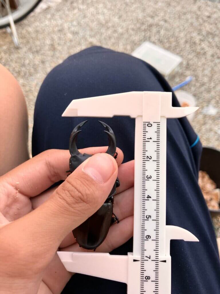 国産オオクワガタ　産地不明