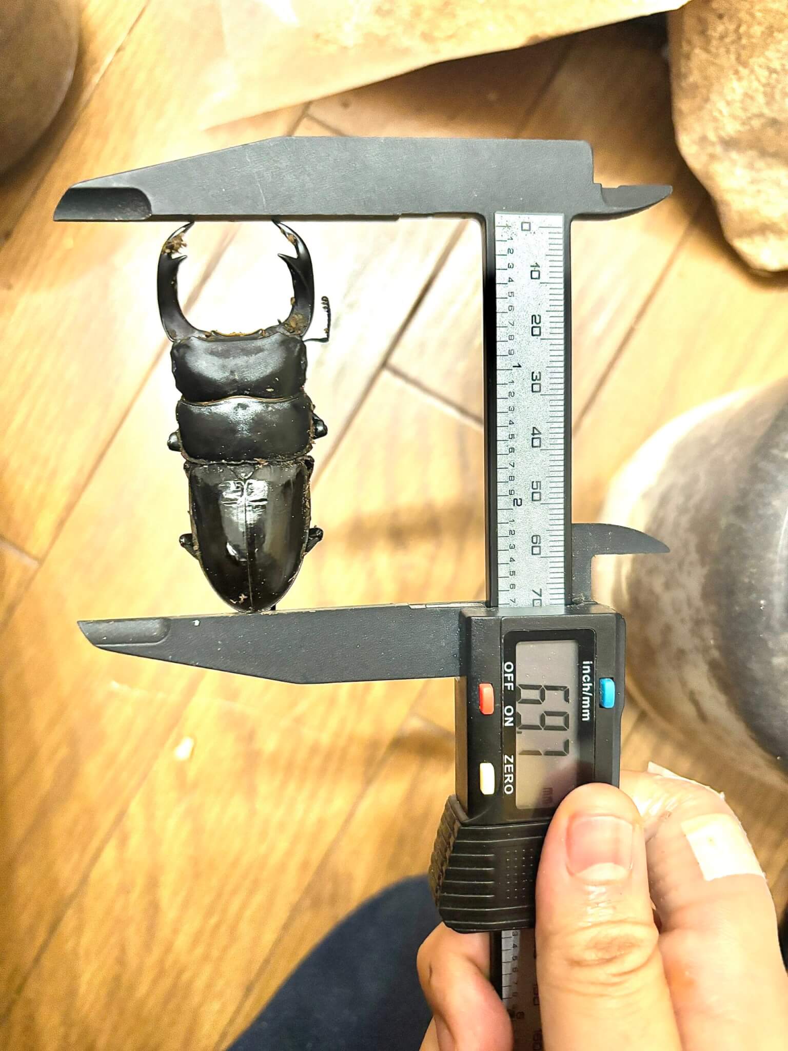 パリーオオクワガタ 西ジャワ