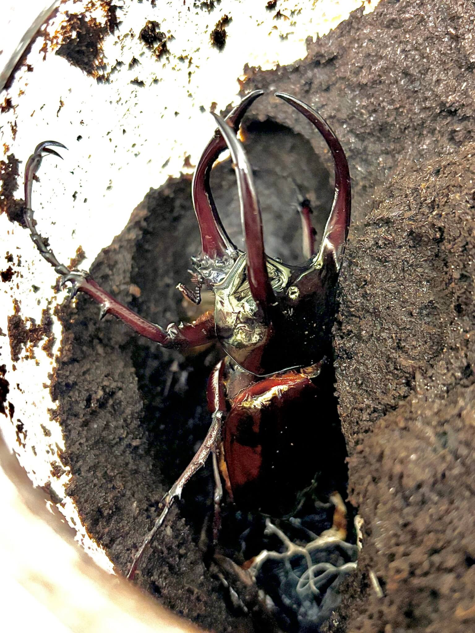 アトラスオオカブト スマトラ