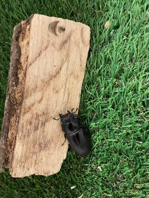 アンタエウスオオクワガタ