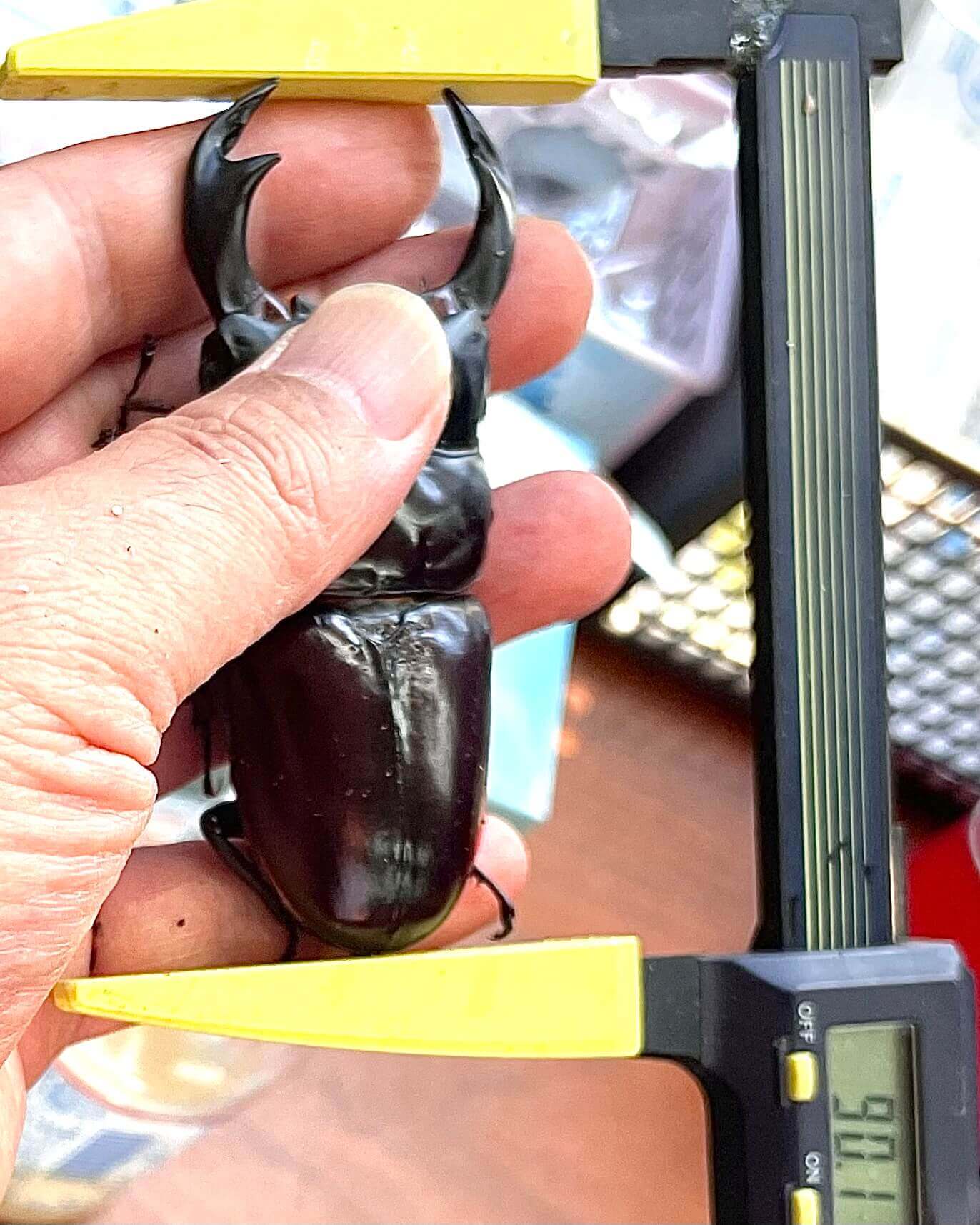 アンタエウスオオクワガタ インドアッサム州サディア