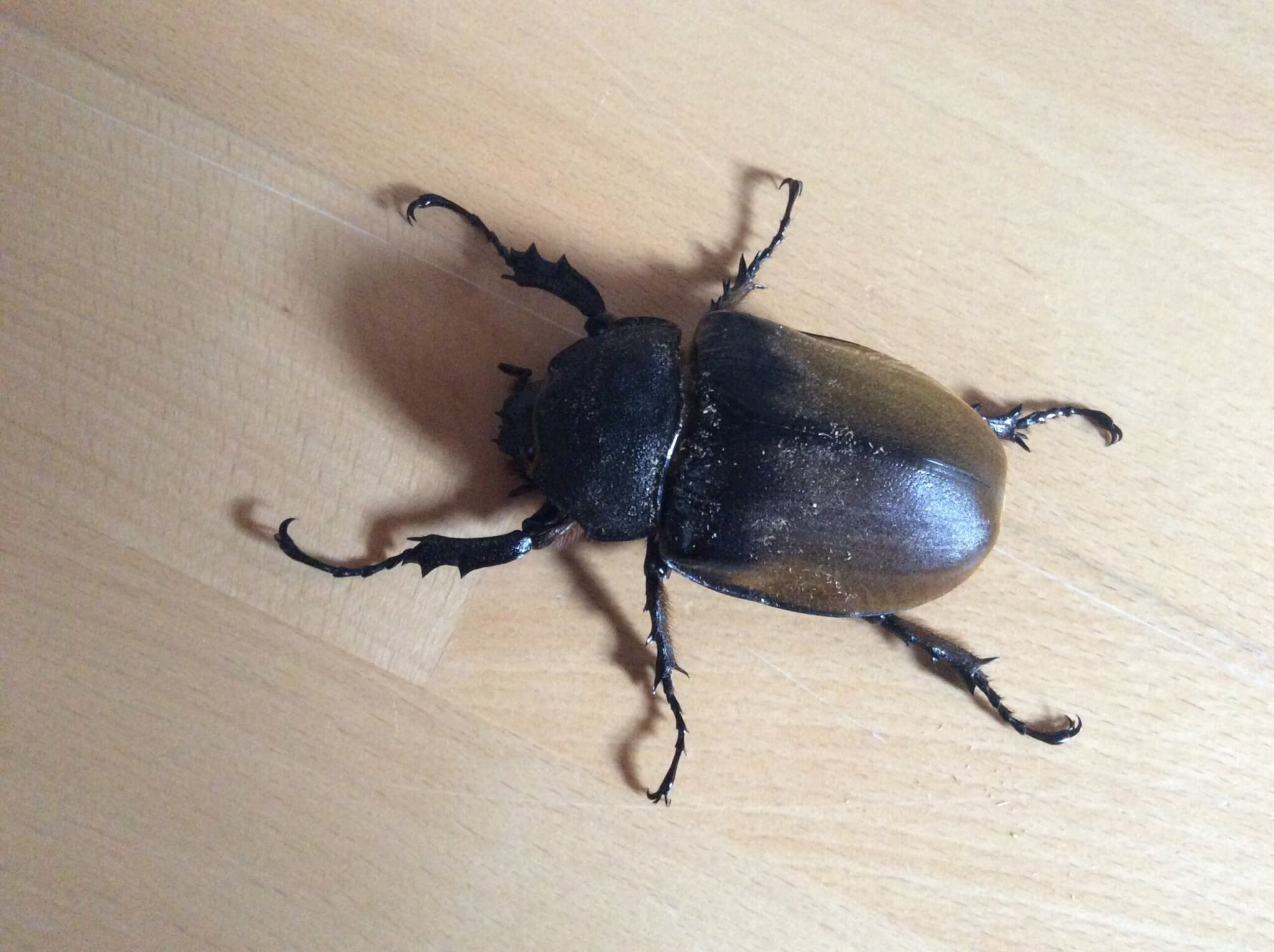 エレファスゾウカブト