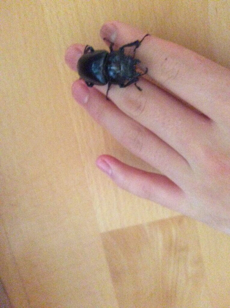 コンフキウスノコギリクワガタ