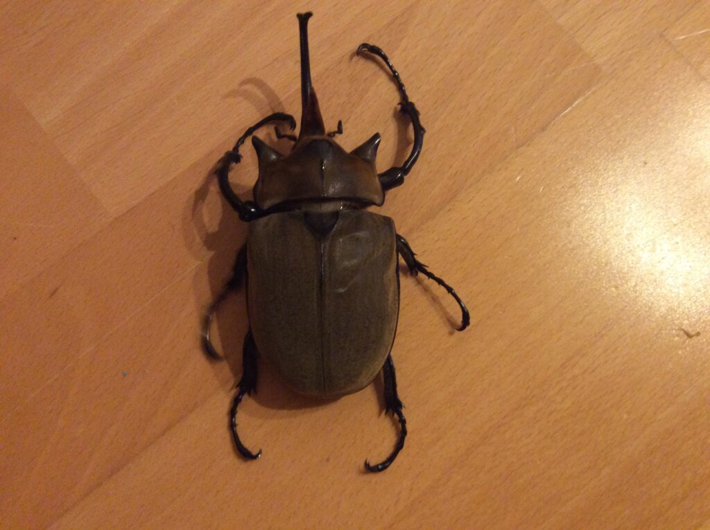 エレファスゾウカブト