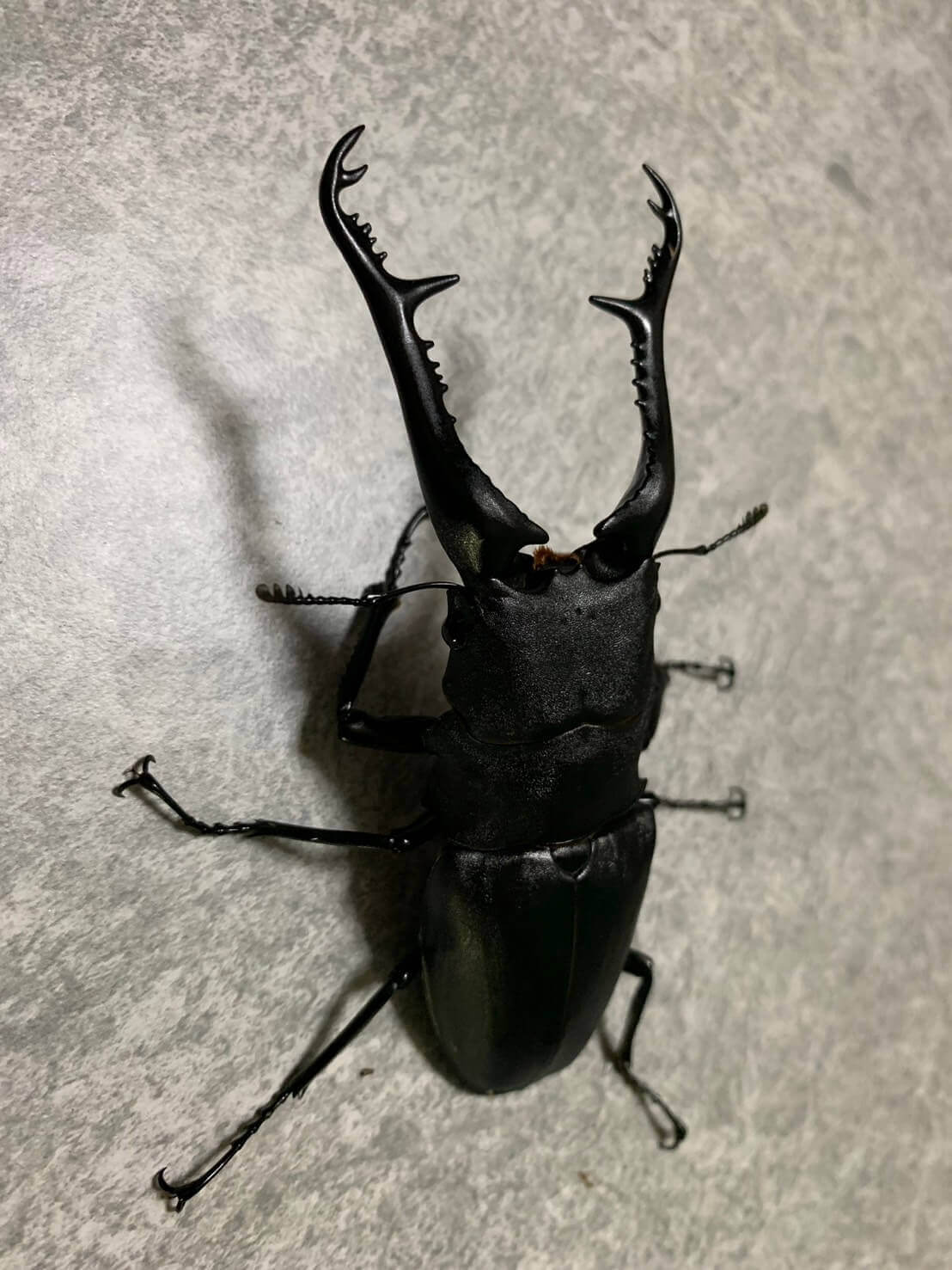 ギラファノコギリクワガタ フローレスWF1