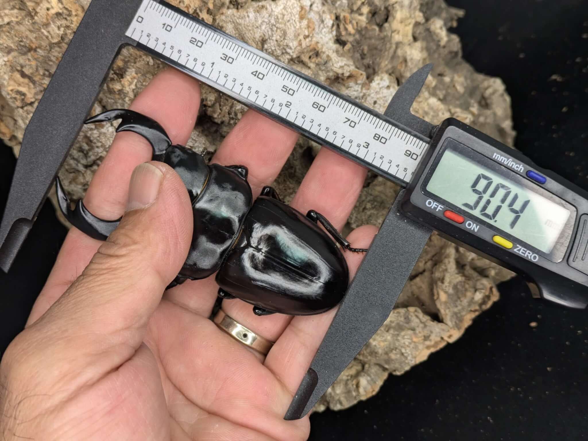 アンタエウスオオクワガタ ブータントンサ