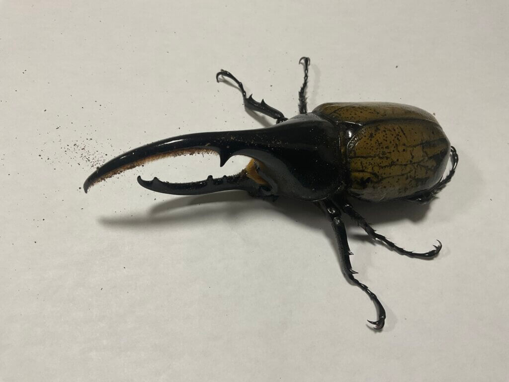 ヘラクレス・ヘラクレス