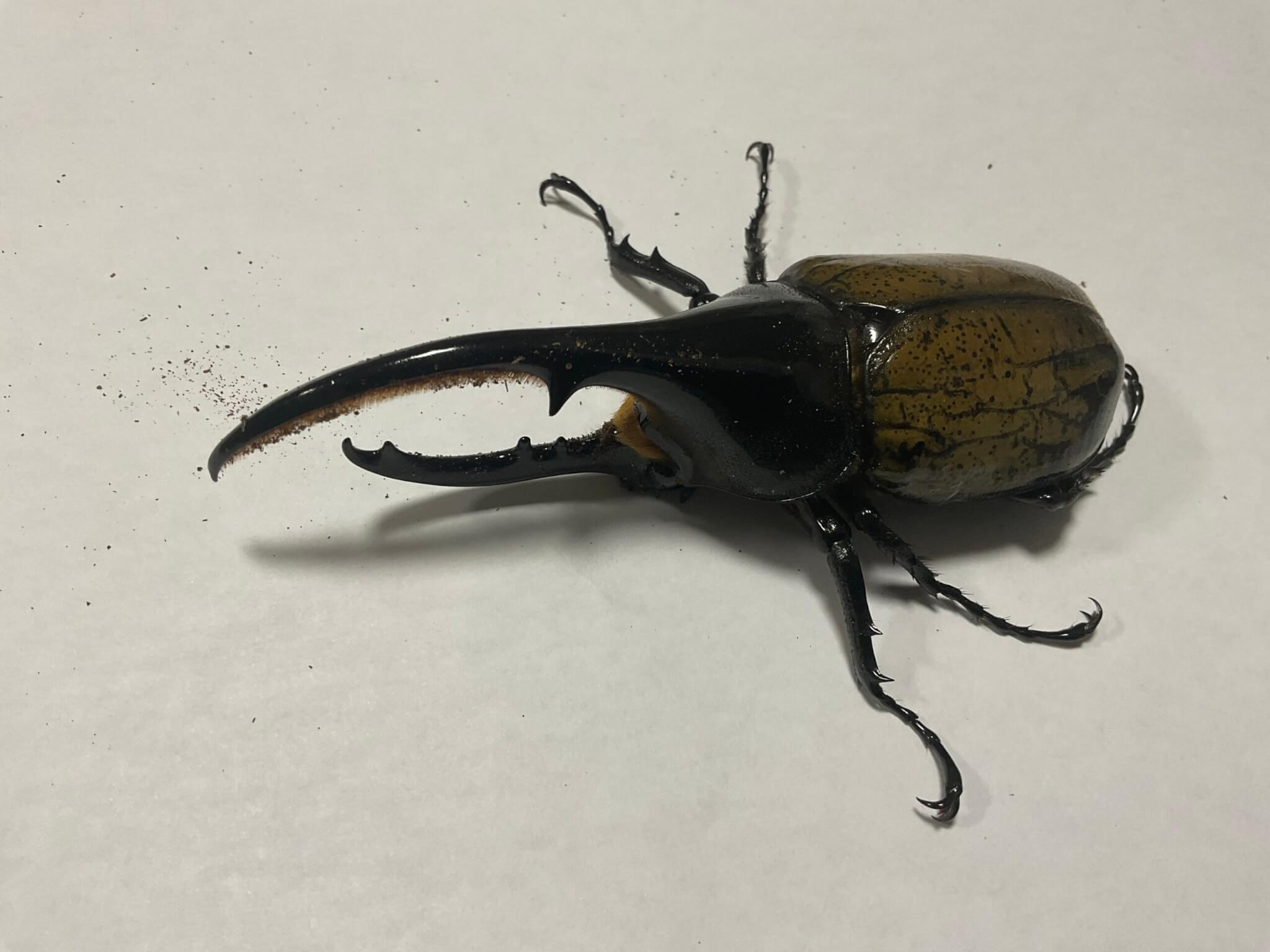 ヘラクレス・ヘラクレス