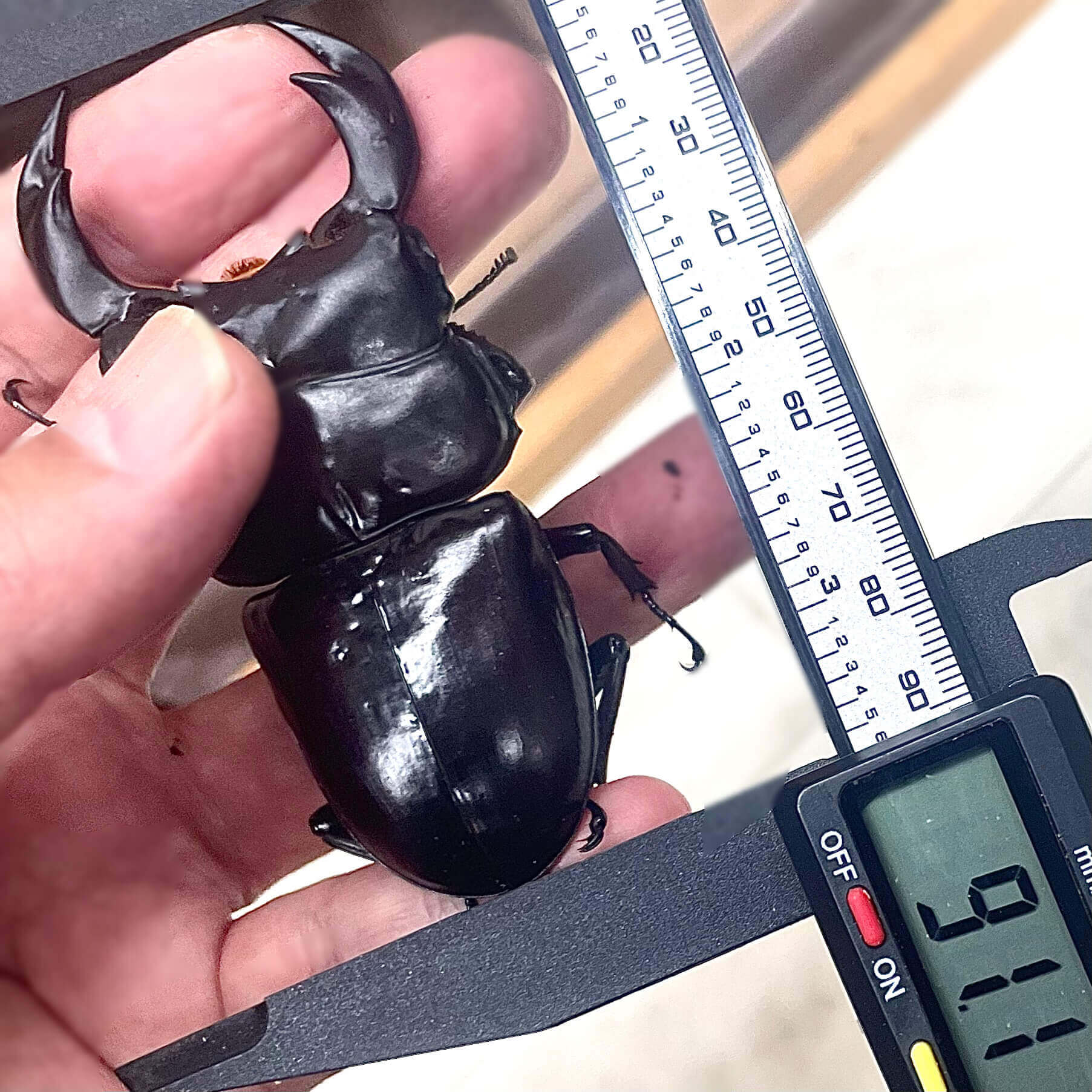 アンタエウスオオクワガタ インドサディア