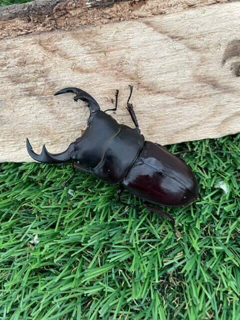 パリ―オオクワガタ