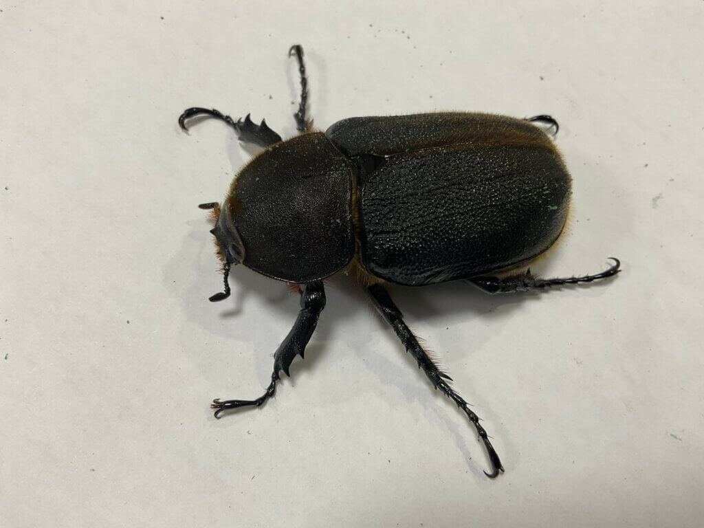 ヘラクレス・ヘラクレス