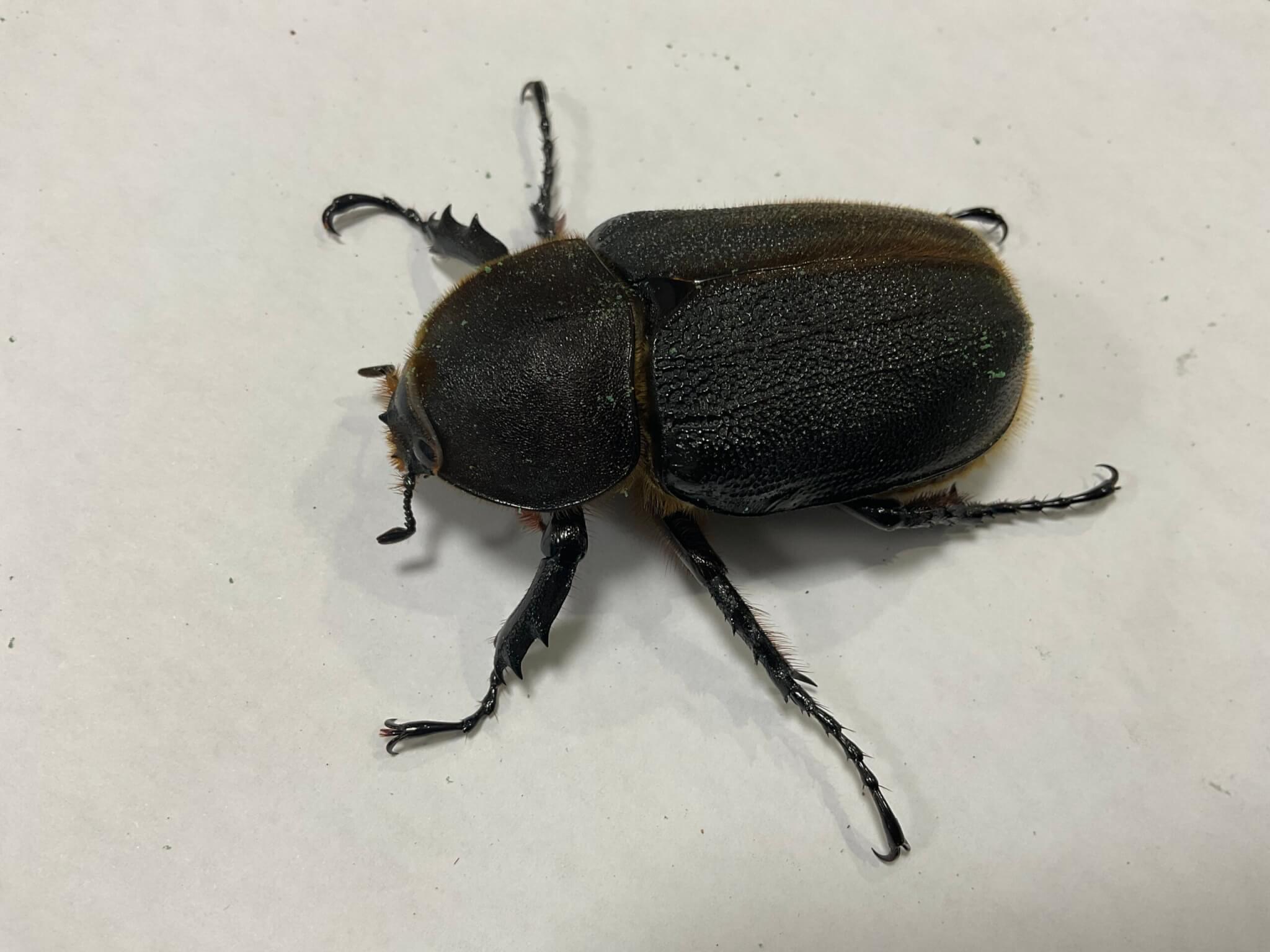 ヘラクレス・ヘラクレス