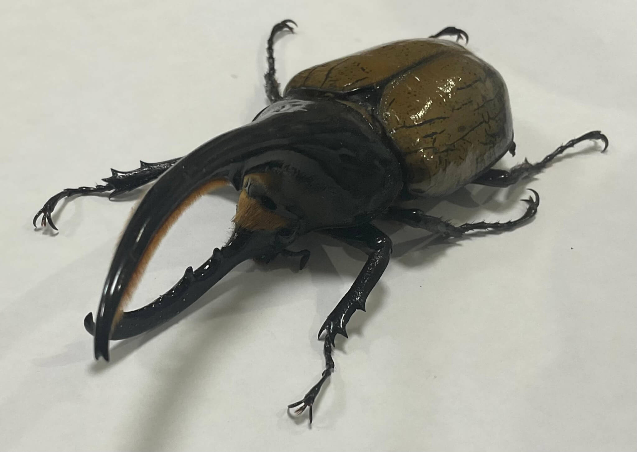 ヘラクレス・ヘラクレス