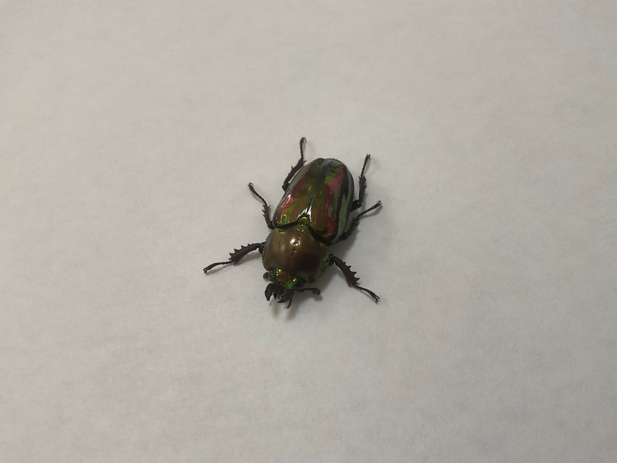 ニジイロクワガタ